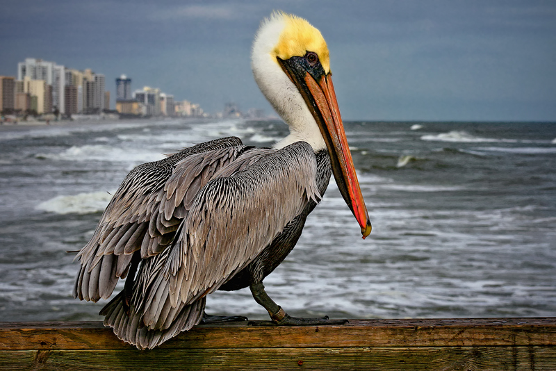redjulep-pelican.jpg