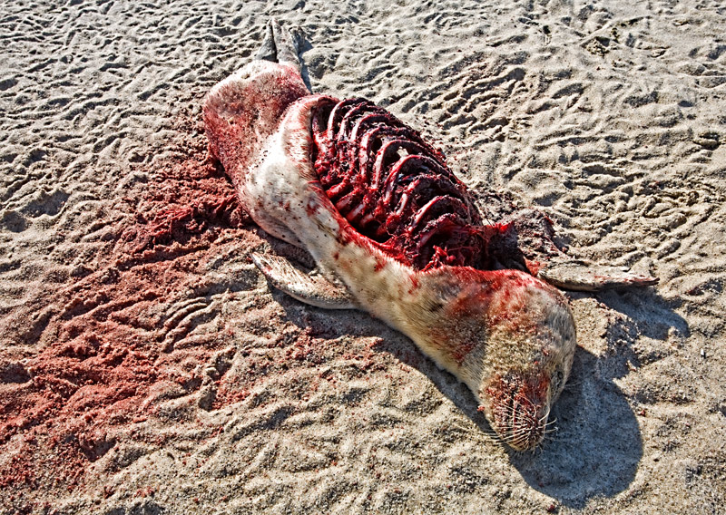 IMG_3419-seal1.jpg