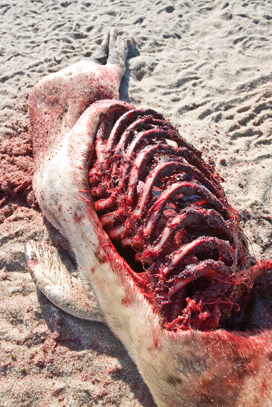 IMG_3426-close-ribcage.jpg