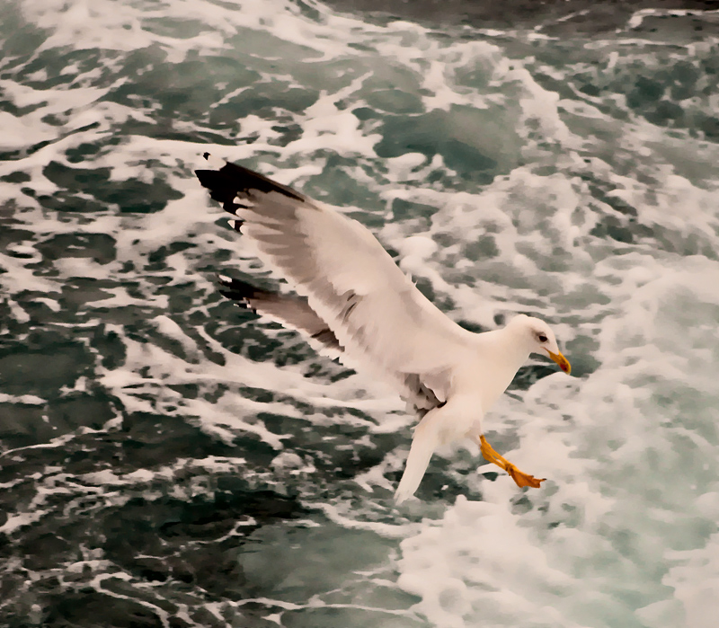 ikopanas-gull.jpg