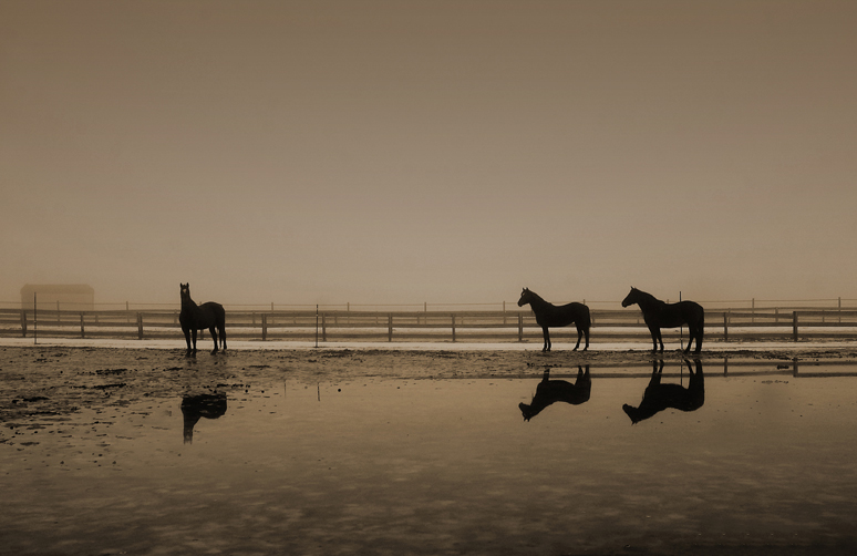 bmartuch-horses