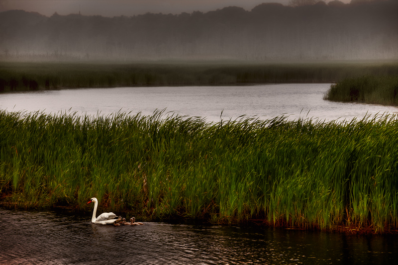 School for Cygnets