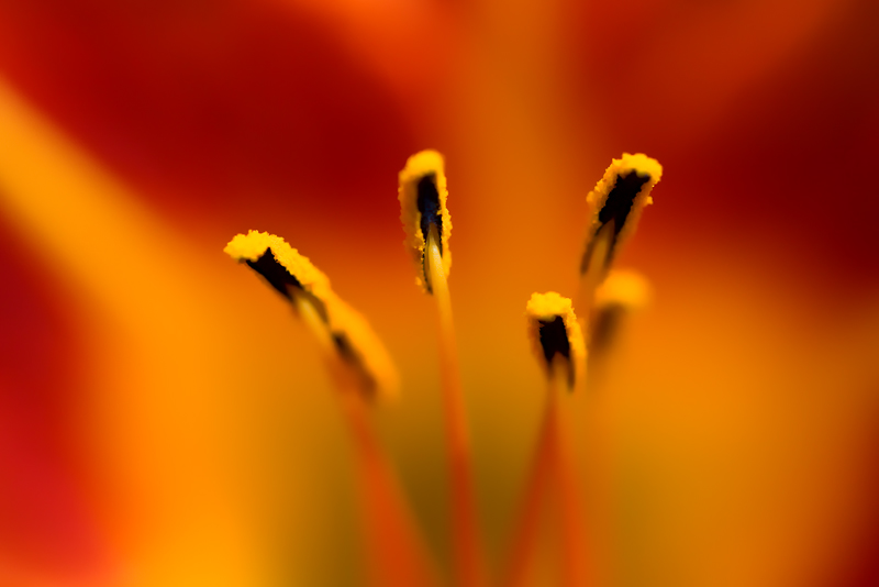 IMG_4766-stamens