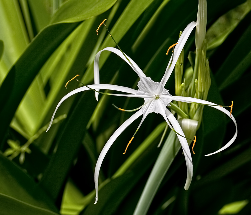 IMG_5585-spider-flower