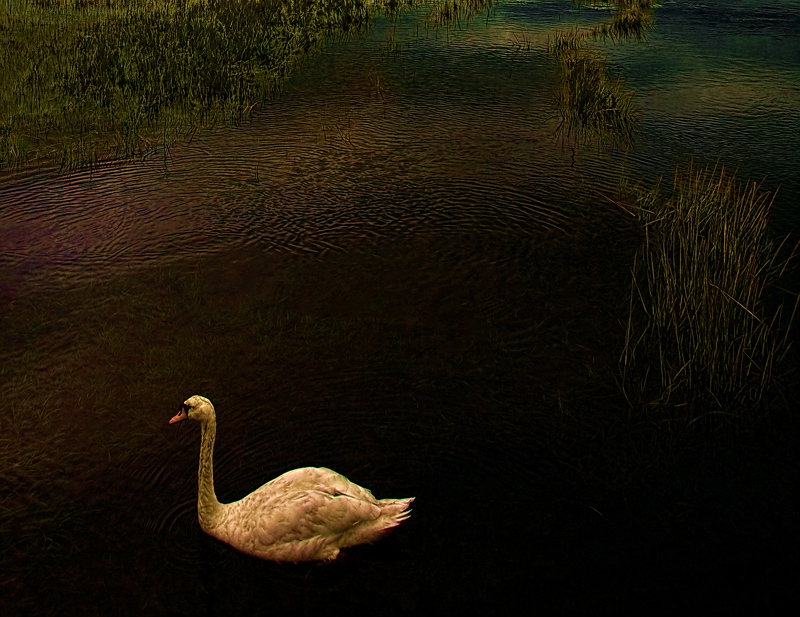 IMG_6243-swan-cropped