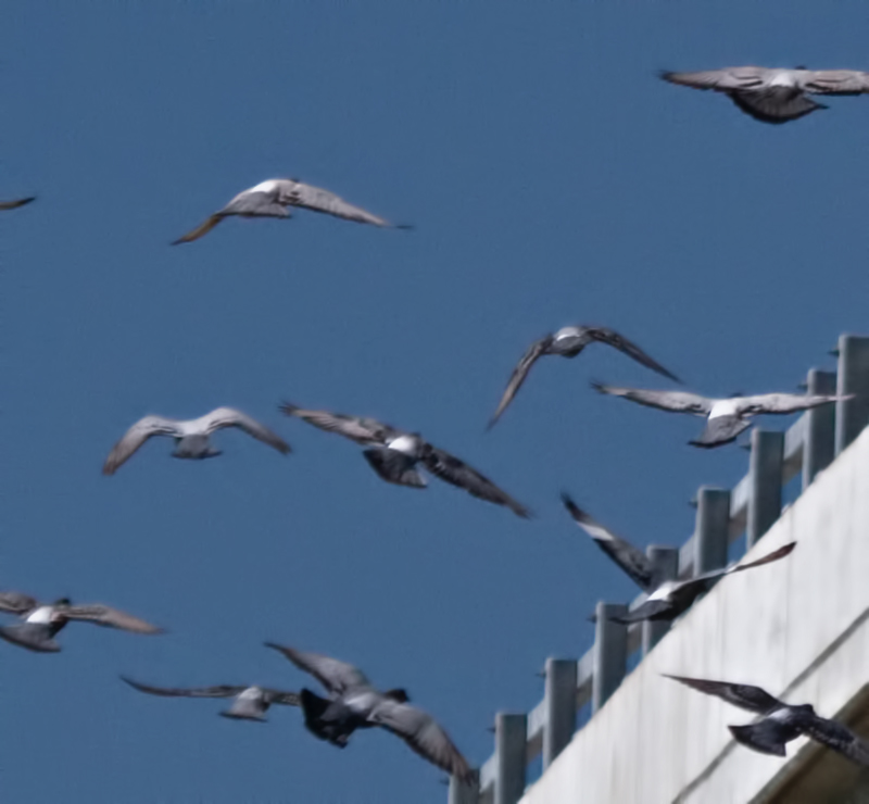 wendy-gull-denoised