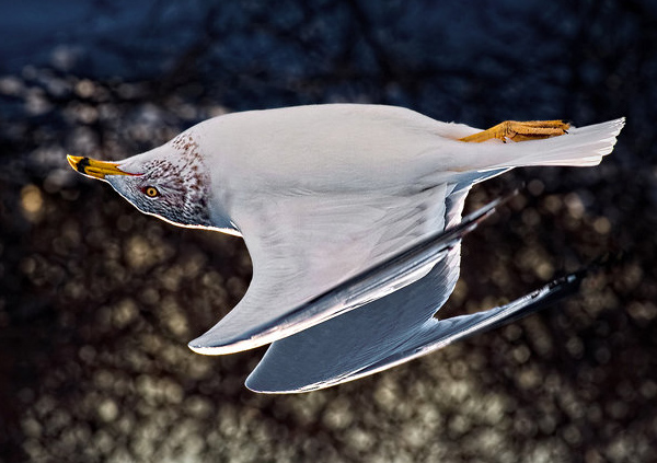 inverted