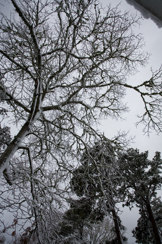 IMG_7273-branches