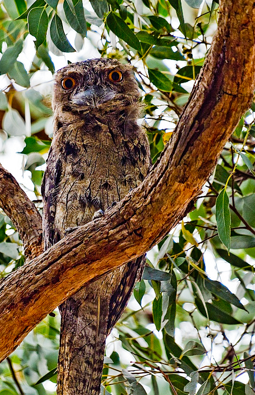 marnet-frogmouth