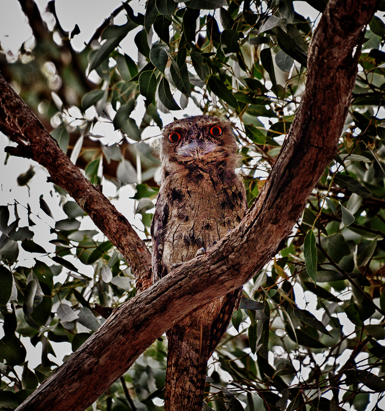 marnet-frogmouth-orig-sfw