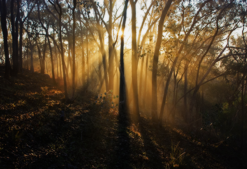 marnet-forest