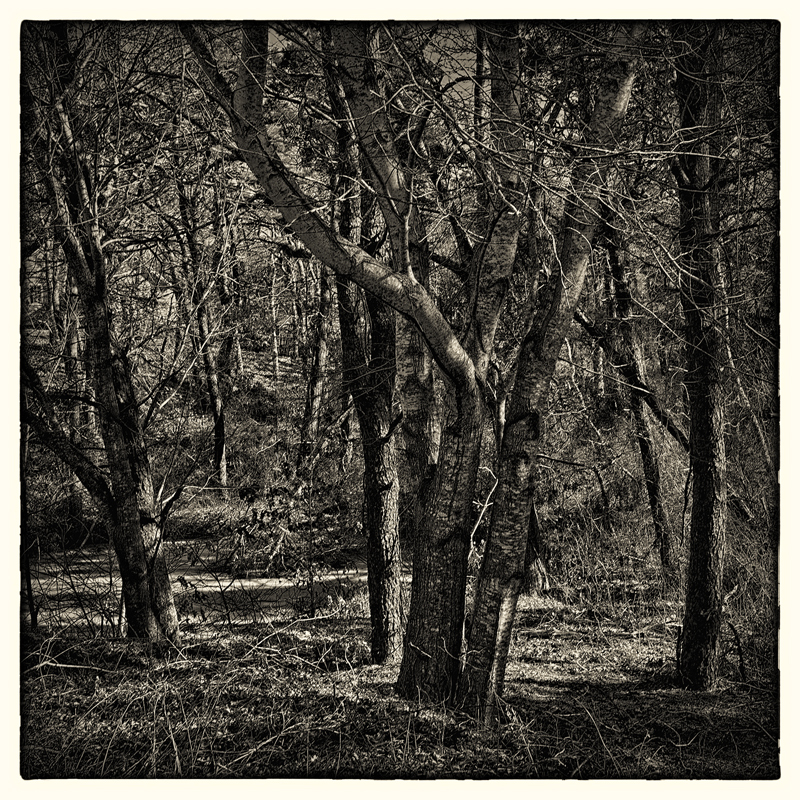 Dowsing the WildWood