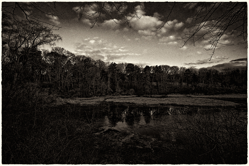 Salt Marsh at Tar Kiln Creek