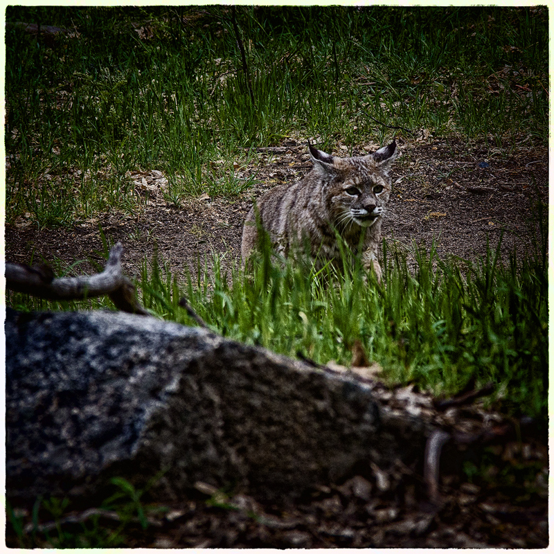 Yosemite Bobcat