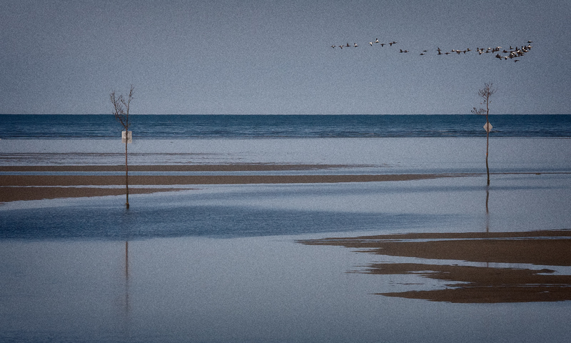IMG_3886-cropped-geese