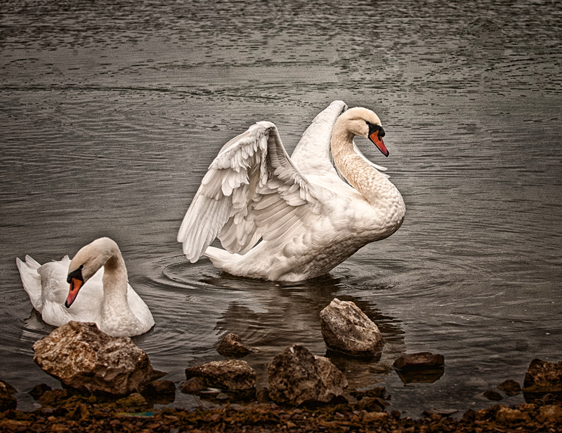 giles-swan1