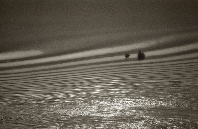 IMG_4052-soft-buoy