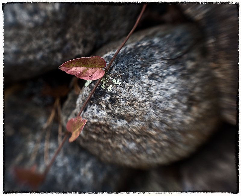 leaf & stone