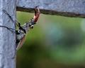 Stag Beetle