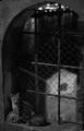 Cornered cats