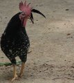 Cockerel in Porto Park dark remix