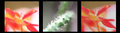 Through inverted lens