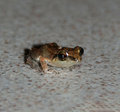 gwada petit grenouille