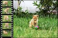 A Curious Ball