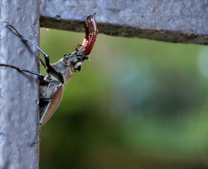 Stag Beetle