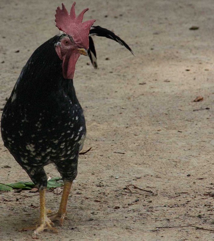 Cockerel in Porto Park dark remix