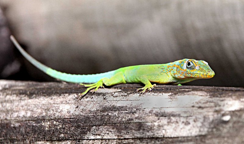 Lizard