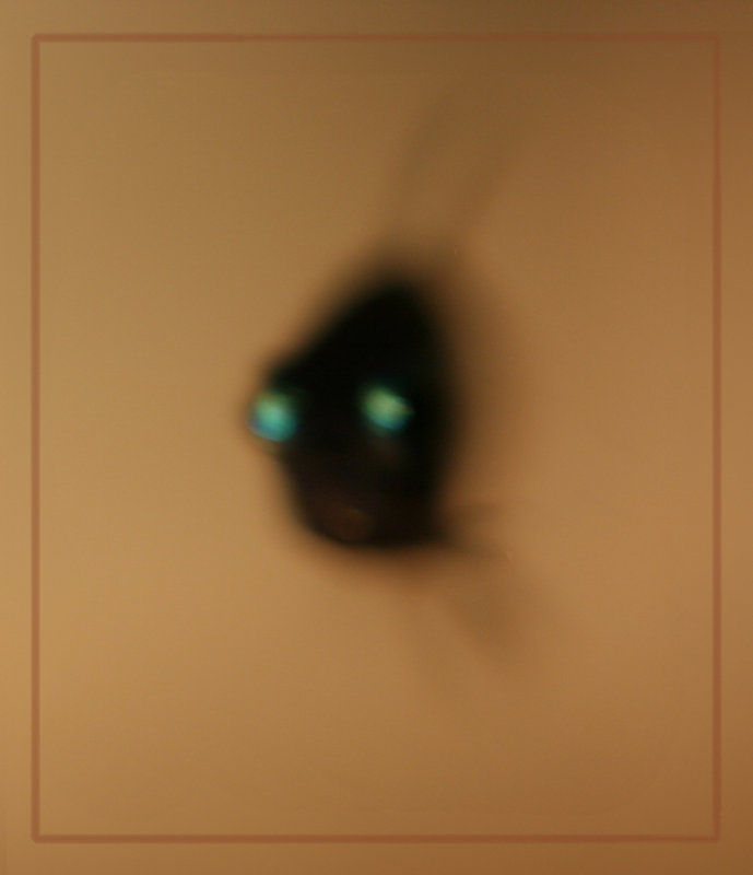 A Spooky Fish