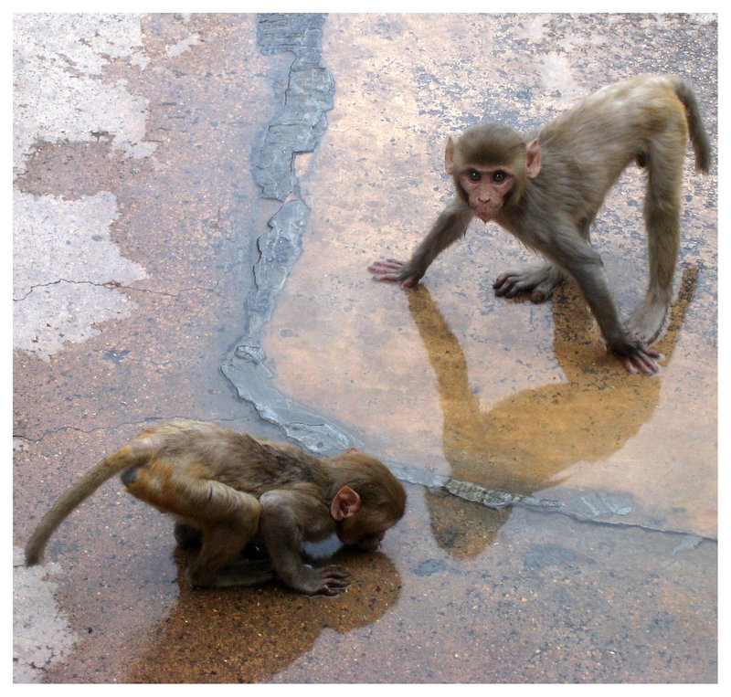 Baby Monkeys