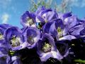 blueflowers.jpg