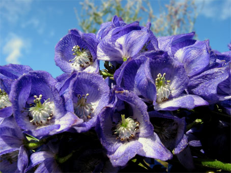 blueflowers.jpg