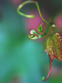Just another leaf