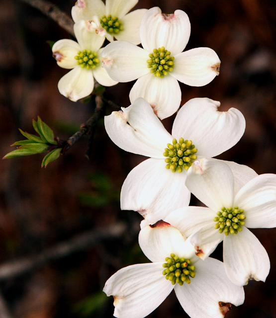 Dogwood