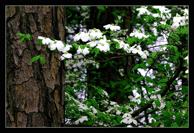 Dogwood & Pine