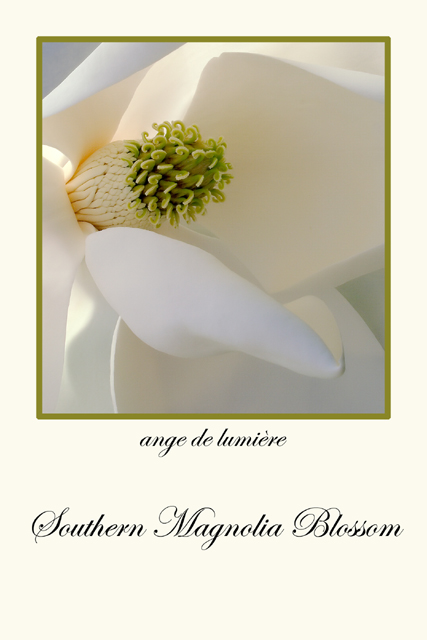 Angel of Light_Cream