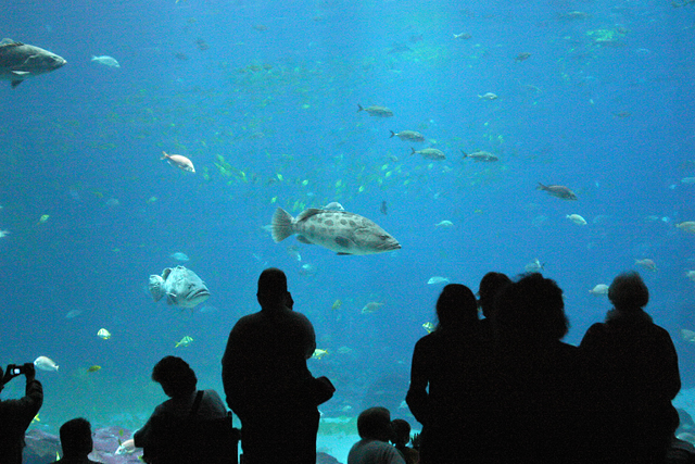 An Audience
