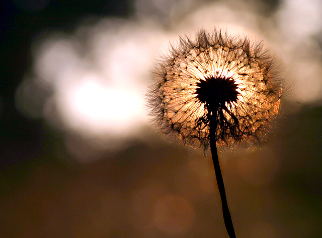 Dandylion Sun - rework