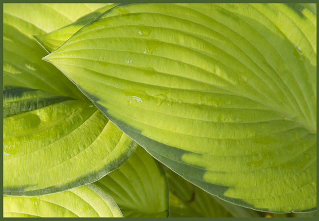 Rain on Leaf