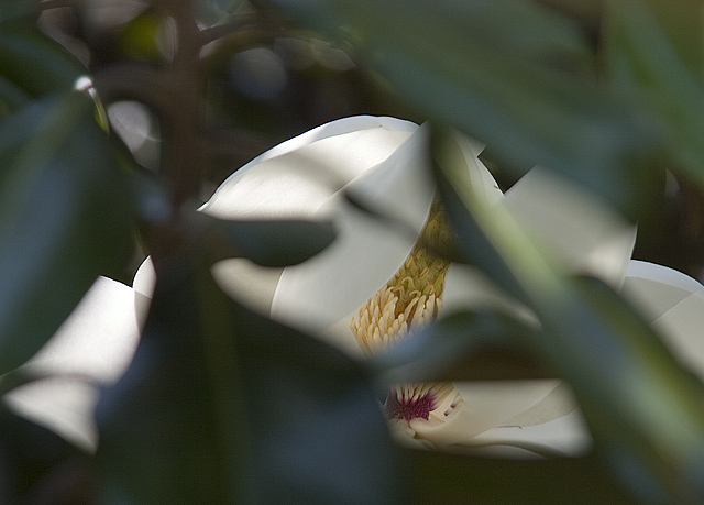 Voyeur