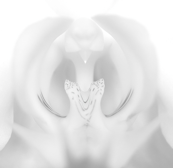 Orchid Desaturated