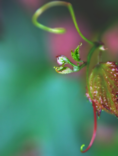 Just another leaf