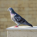 Rock Pigeon