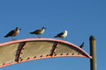 Gulls and pigeon