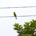 Hooded oriole