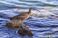 Whimbrel side view