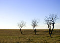 Trees in winter